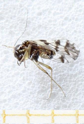 Réf. 330 183 : Elipsocus abdominalis